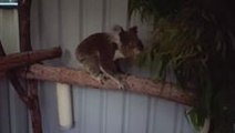 Recovering Koala Learns to Walk Again