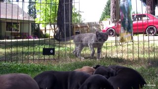 Pit Bull Growls and Snaps at Her Puppies Part 11!! (in HD)