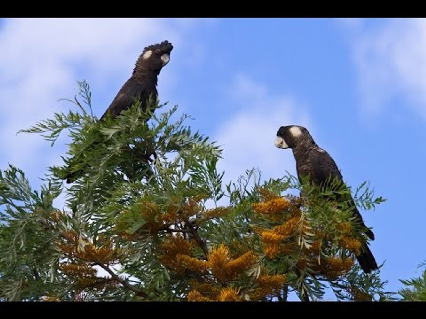 ⁣Carnaby's black cockatoo (Calyptorhynchus latirostris) [Endangered]
