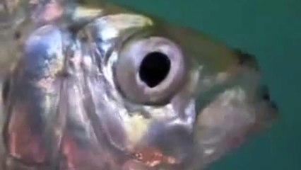 Ilish, hilsa, hilsa herring or hilsa shad (Tenualosa ilisha) {Animation}