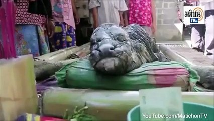Krijesa misterioze që duket si një krokodil tmerron banorët e një fshati në Tajlandë (Video)