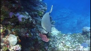 Sharks : Scavengers of the Seas - Documentary http://BestDramaTv.Net