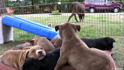 10 Pit Bull Puppies and 1 Brave Kitten and 1 Happy Pug Part 12!! (in HD)