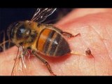 Mẹo Vặt Cuộc Sống - Mẹo xử lý khi bị ong đốt