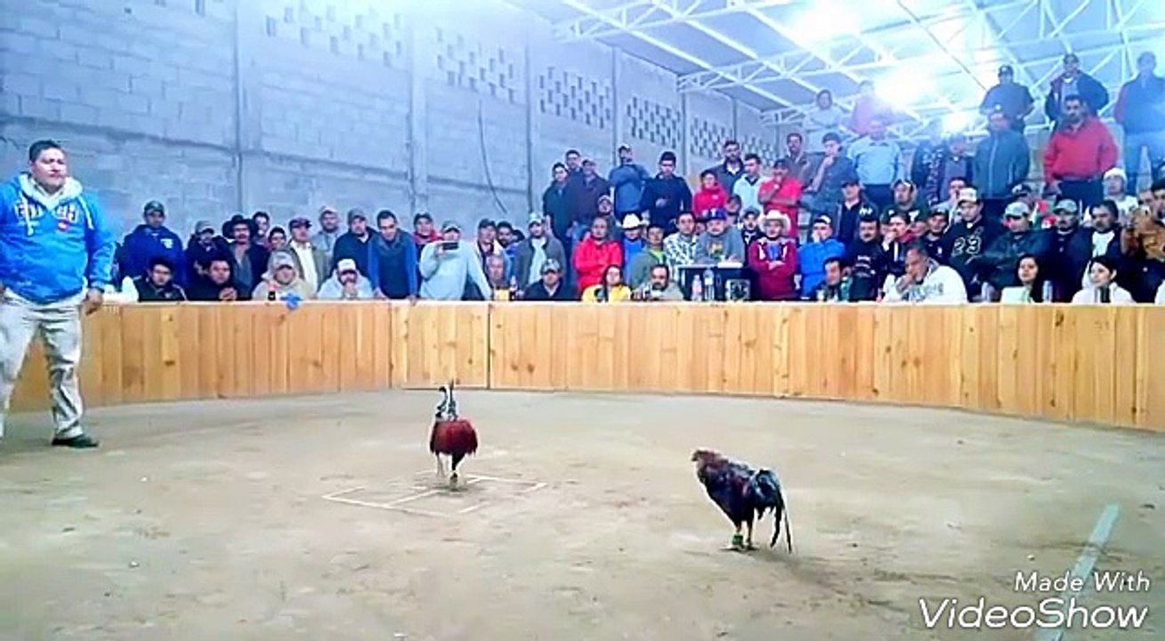 Dias De Gallos Capítulo 1 Online