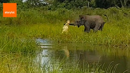 Crocodile Makes Surprise Attack on Elephant