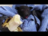 Baby Bat Uses Foot to Hold Banana at Snack Time