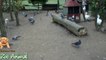 Real Duck Chickens Goose Pigeon Swan in farm animals - Farm