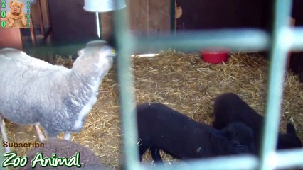 Sheep and las house on farm - Farm anima