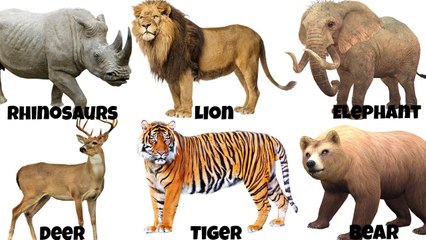 ➤Vocabulário com Nomes de Animais  ʕ•ᴥ•ʔ Animal Names Vocabulary １