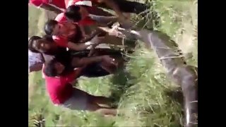 Giant Anaconda attacks Cow - Full