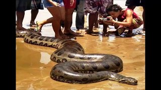 Giant Anaconda - Part 8