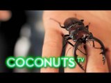 Nerd Alert: Thailand Beetle Breeders Club