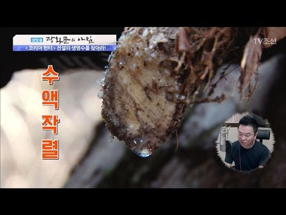 ‘수액 작렬’전설의 생명수를 찾아라! [광화문의 아침] 451회 20170329