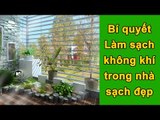 Mẹo Vặt Cuộc Sống - Bí quyết làm sạch không khí trong nhà