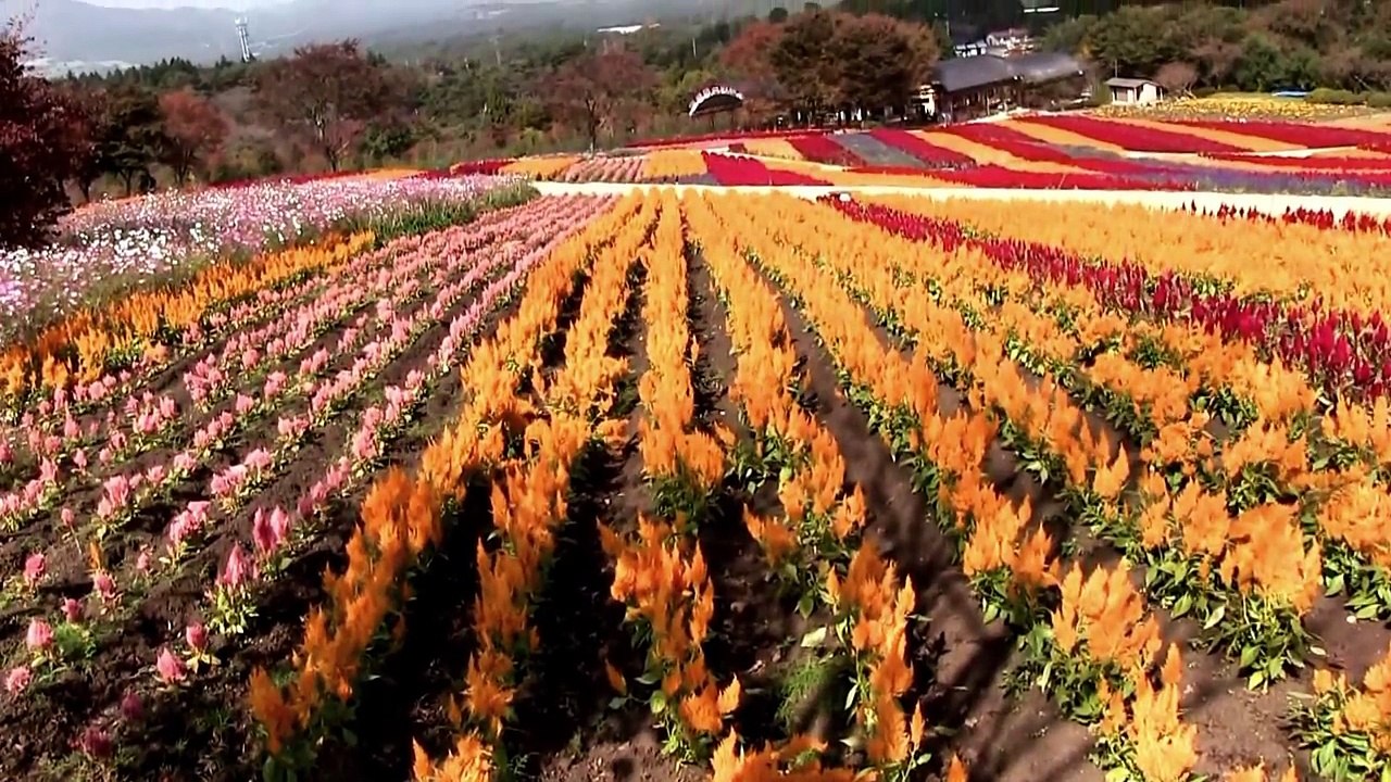 飯田祐巳が思い起こす春といえば花 (3)