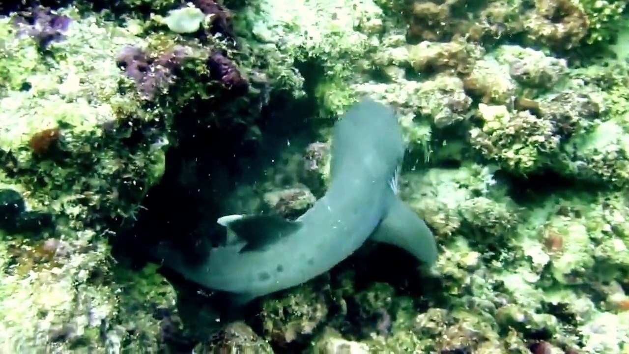 Müren Köpekbalığına Saldırıyor