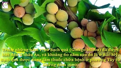 Bạch quả - loài cây cực tốt cho trí não