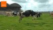 Cows Run Onto Field After 5 Months in Barn