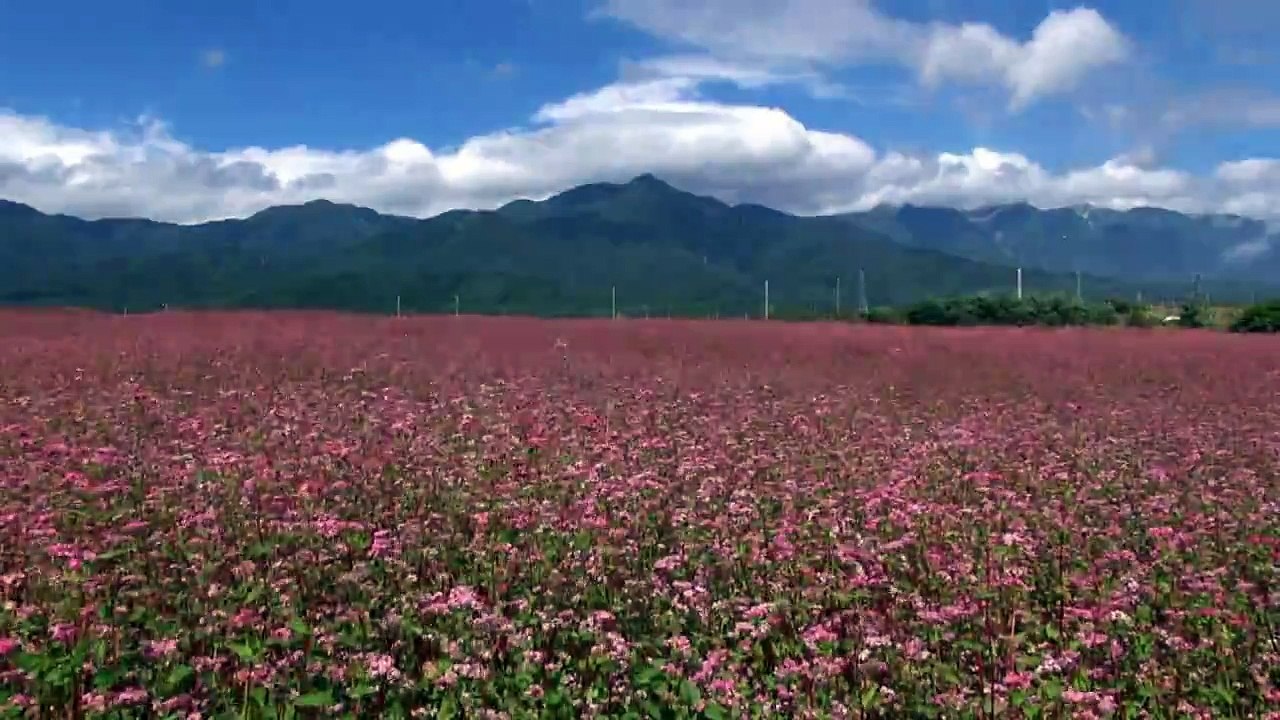 飯田祐巳が思い起こす春といえば花 (12)