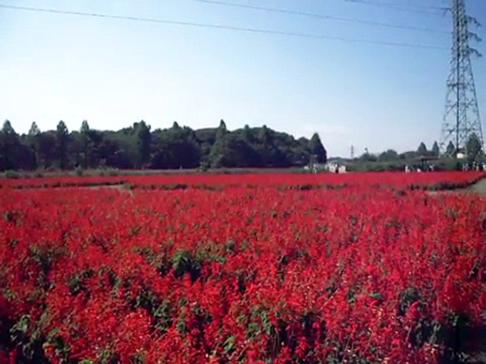 飯田祐巳が思い起こす春といえば花 (13)