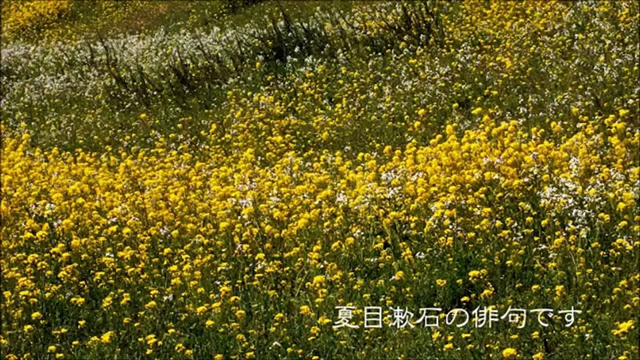飯田祐巳が思い起こす春といえば花 (14)