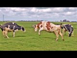 Cows Dance Onto Field After 5 Months Away
