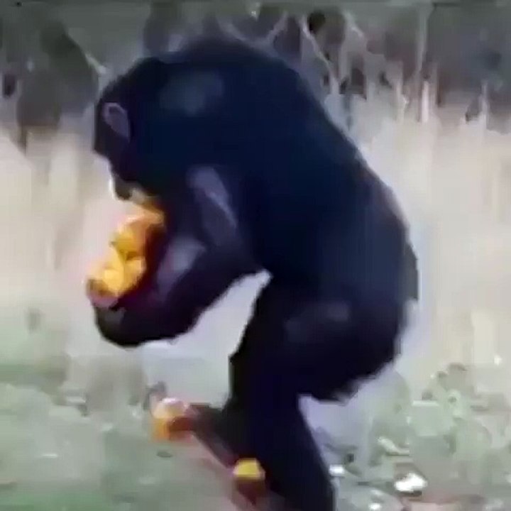 Hay que aprovechar cuando hay comida.