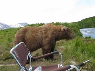 Video herunterladen: Bear Casually Joins Photographers on McNeil River