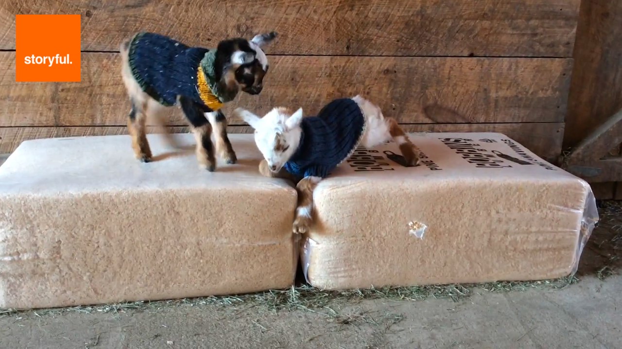 Rambunctious Newborn Goats Love New Jumpers