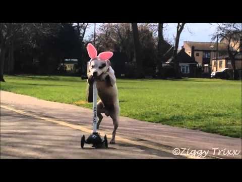 Playful Pooch Tries to Fool Park Goers