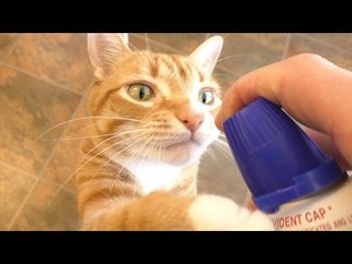 Cat Goes Berserk for Whipped Cream