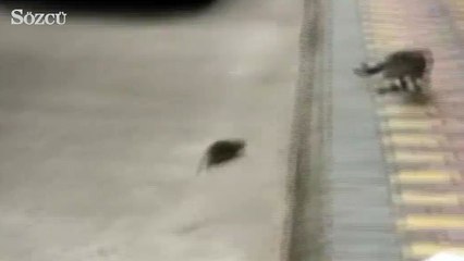 Tom ve Jerry gerçekmiş!