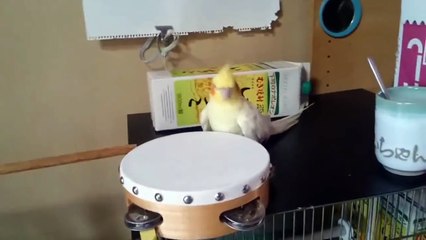 Thrash metal bird