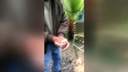 Uçmaya Çalışan Kuşu Köpek Kaptı