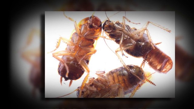 Pest Control McKinney TX _ Call 844-230-3002