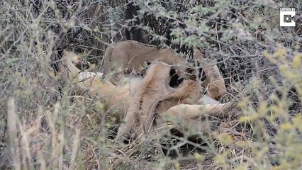 Lioness becomes mom to orphaned cubs after her sister died unexpectedly of a virus