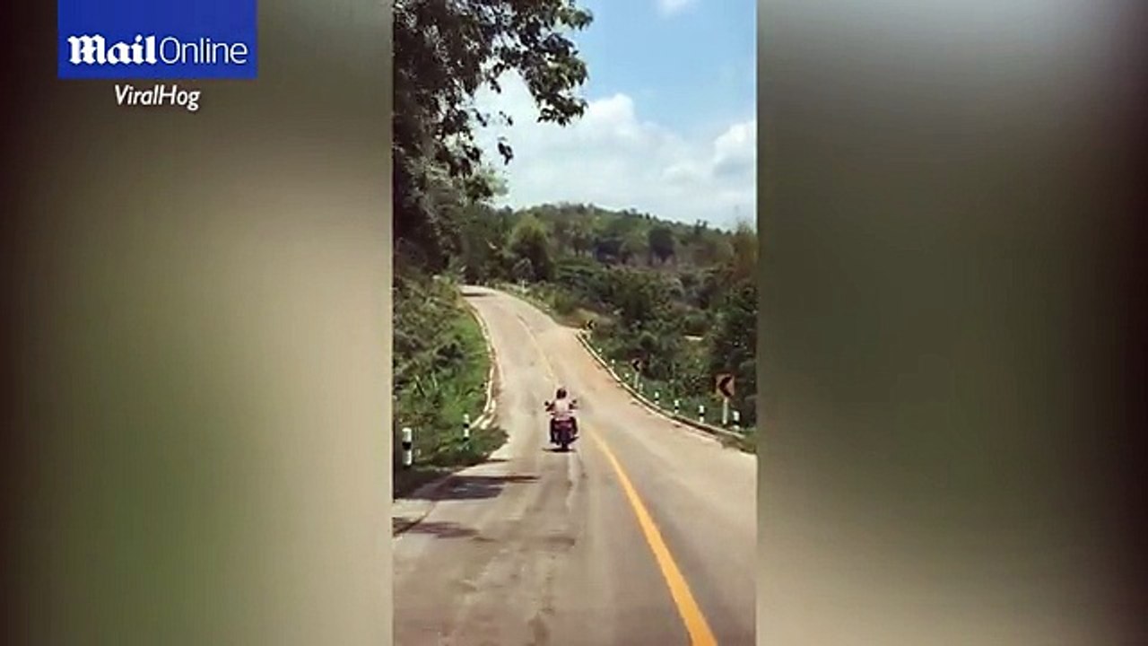 Rider forced to swerve as FLYING serpent leaps to attack him in Thailand