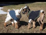 Glorious Mini Goats Play Dressed in Lovely Jumpers