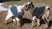 Glorious Mini Goats Play Dressed in Lovely Jumpers