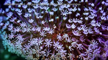 Contre la mort des coraux, un espoir dans des îles du Japon