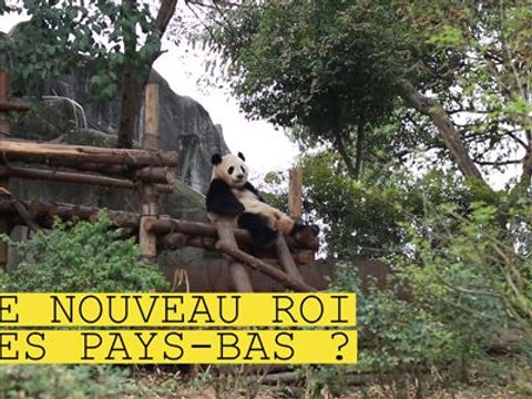 Ils sont noirs et blancs et sont arrivés en Hollande !