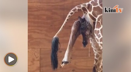 Detik-detik zirafah lahir anak di zoo dirakam
