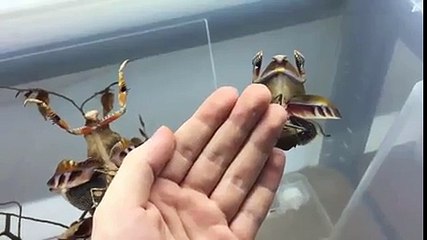 해외사설사이트【【SCB33。ＣＯＭ -코드: 0004】】☫fsg스포츠