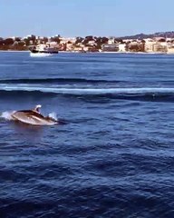 Des dauphins aperçus au large d'Antibes ce dimanche