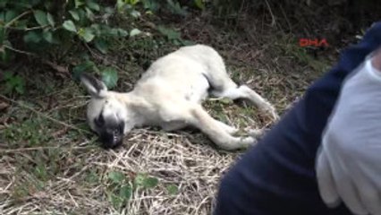 Rize Köylülerin Sahiplendiği 7 Yavru Köpeği Zehirlediler