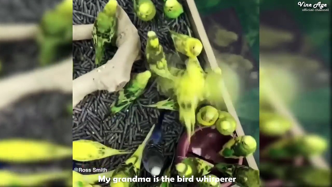 Beyond Vine Compilation Pt.9 (w/Titles) Funny Video Compilation March 2017 - Vine Age✔