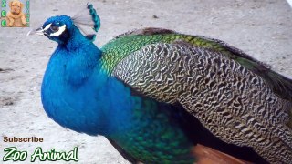 Peacock multicolor on farm animals - Farm animal video for kids - An