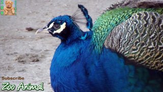 Peacock multicolor on farm animals - Farm animal video for kids - Animais TV