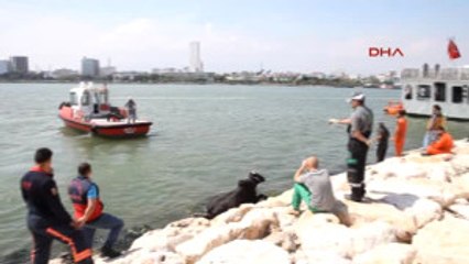 Mersin Brezilyalı Angus Kaçtı, Mersin Limanı'nı Birbirine Kattı
